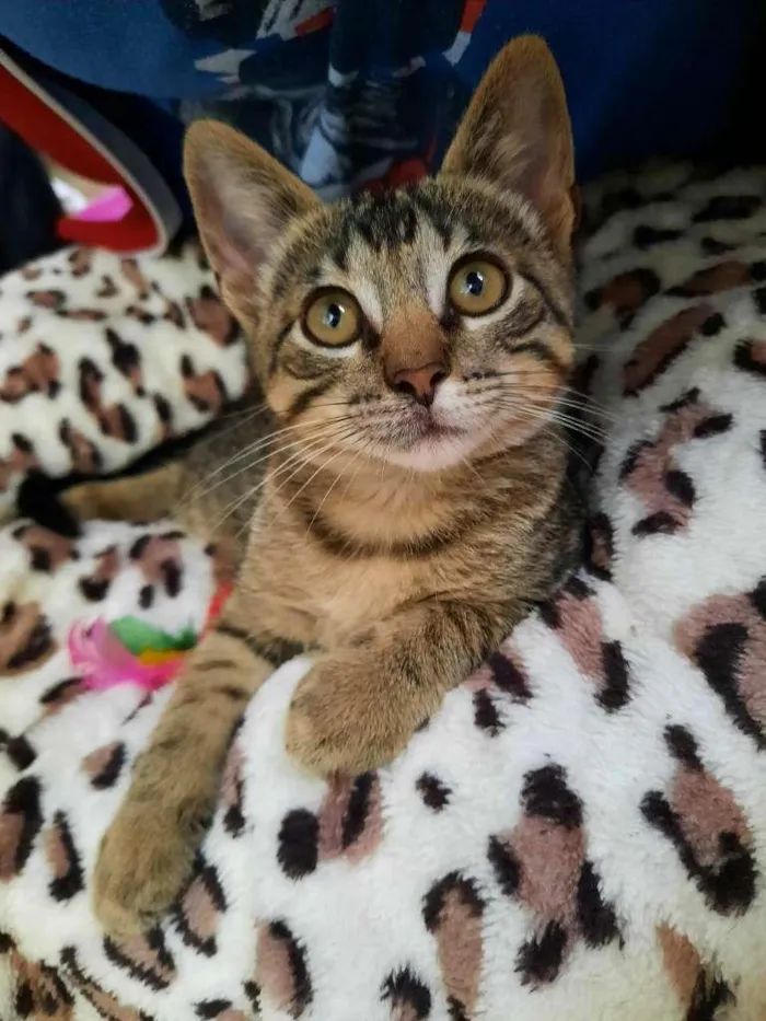 Gato ra a S.R.D. idade 2 a 6 meses nome Chico