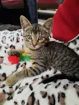 Chico
