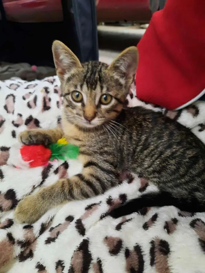 Gato ra a S.R.D. idade 2 a 6 meses nome Chico