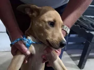 Cachorro raça SRD-ViraLata idade 2 a 6 meses nome Caramelo?