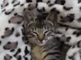 Chico