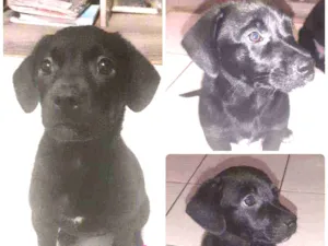 Cachorro raça SRD idade 2 a 6 meses nome Lolita