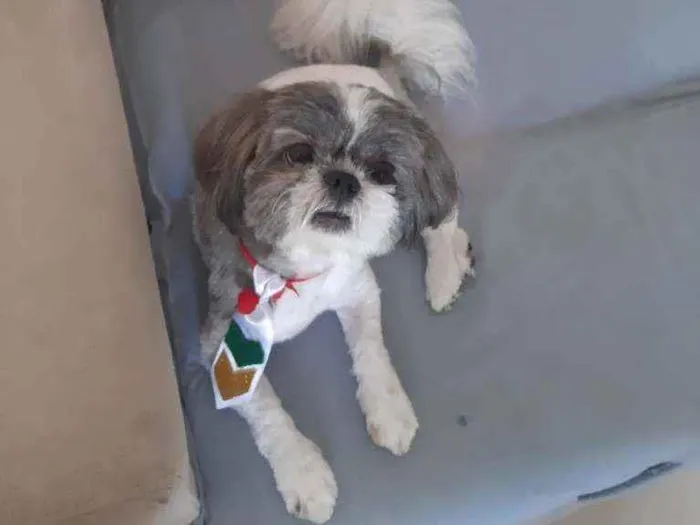 Cachorro ra a Shi-Tzu idade 3 anos nome Bob