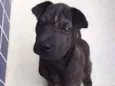 Otto