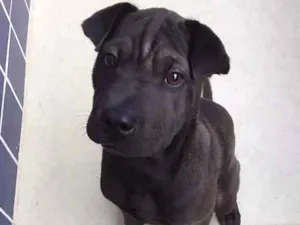 Cachorro raça SharPei idade 2 a 6 meses nome Otto
