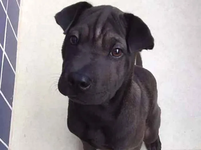 Cachorro ra a SharPei idade 2 a 6 meses nome Otto