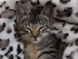 Chico