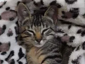 Gato raça S.R.D. idade 2 a 6 meses nome Chico