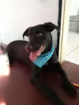 Leonardo Léo