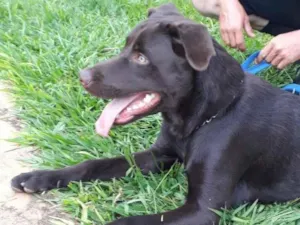 Cachorro raça Labrador  idade 7 a 11 meses nome Leonardo Léo 