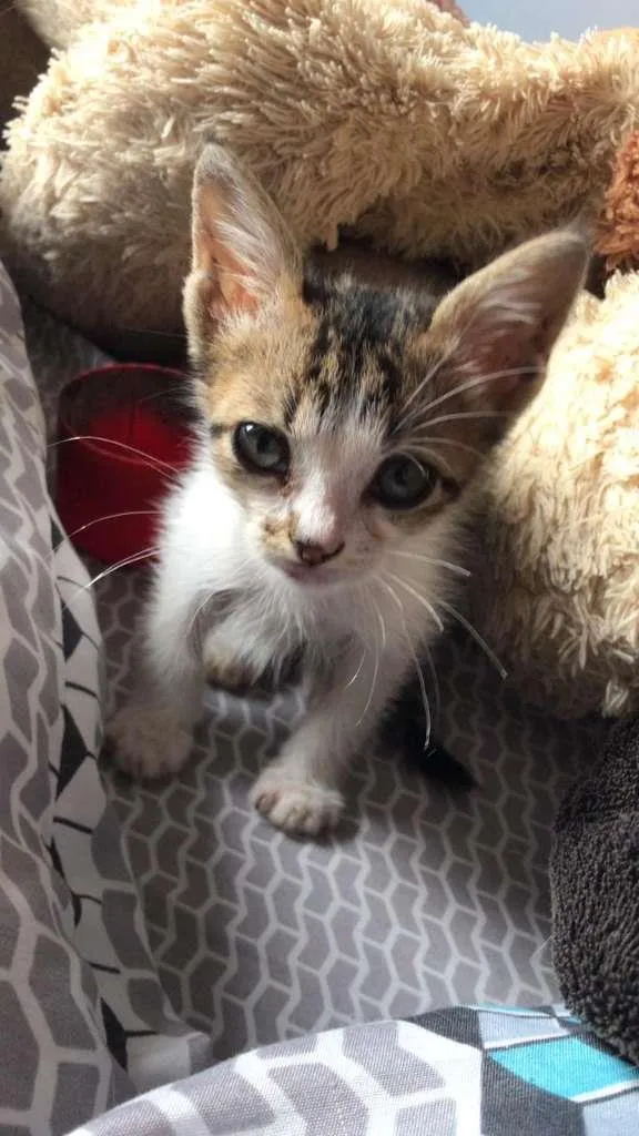 Gato raça FRAJOLINHA idade Abaixo de 2 meses nome SEM NOME