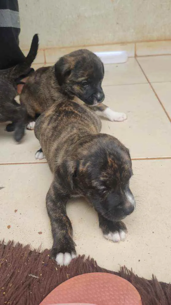 Cachorro ra a SRD idade Abaixo de 2 meses nome Filhotes