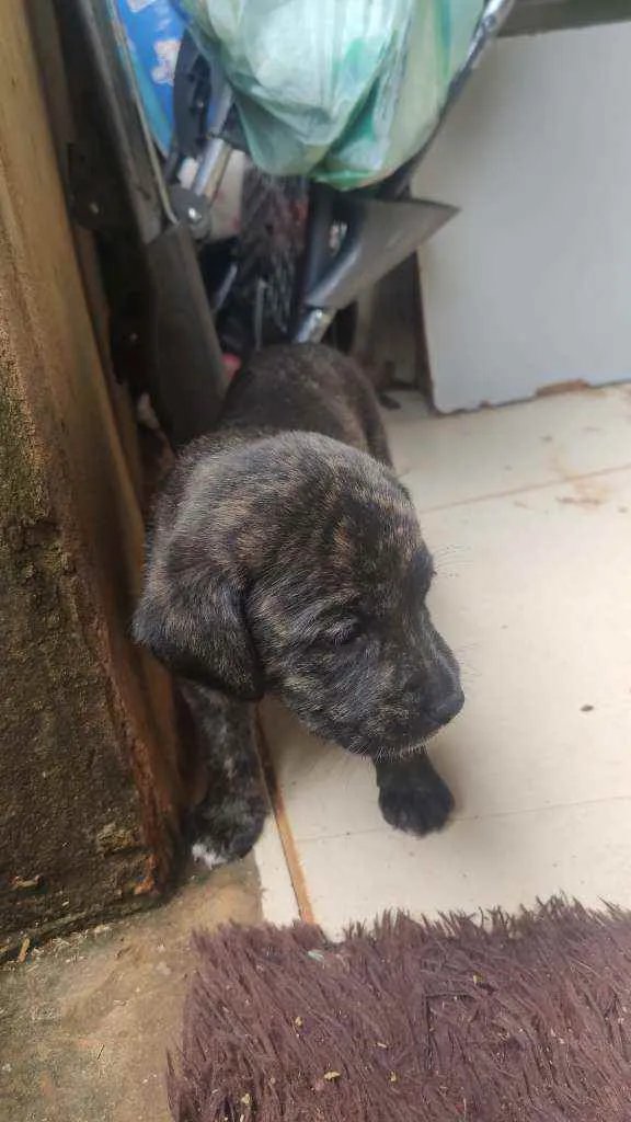 Cachorro ra a SRD idade Abaixo de 2 meses nome Filhotes