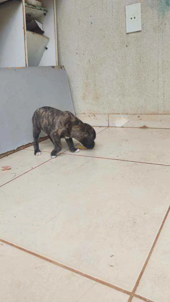 Cachorro ra a SRD idade Abaixo de 2 meses nome Filhotes