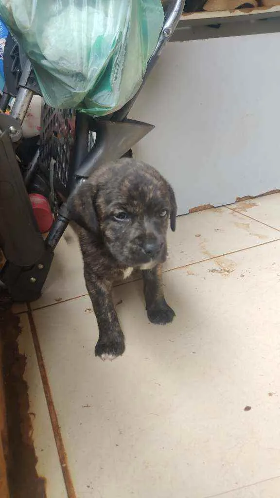 Cachorro ra a SRD idade Abaixo de 2 meses nome Filhotes