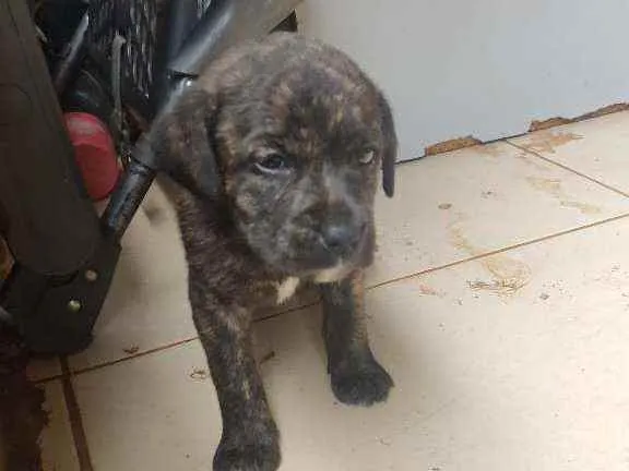 Cachorro ra a SRD idade Abaixo de 2 meses nome Filhotes