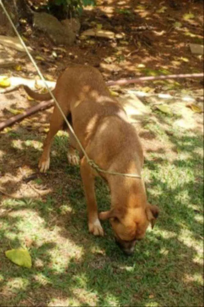 Cachorro ra a SRD idade Abaixo de 2 meses nome Filhotes