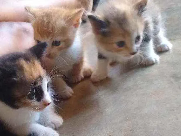 Gato ra a Não sei  idade 2 a 6 meses nome Gatinhos