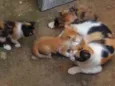 Gatinhos