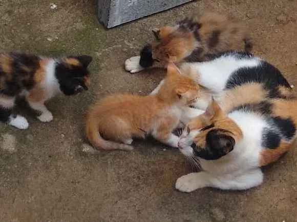 Gato ra a Não sei  idade 2 a 6 meses nome Gatinhos