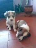Peludos