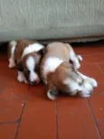 Peludos