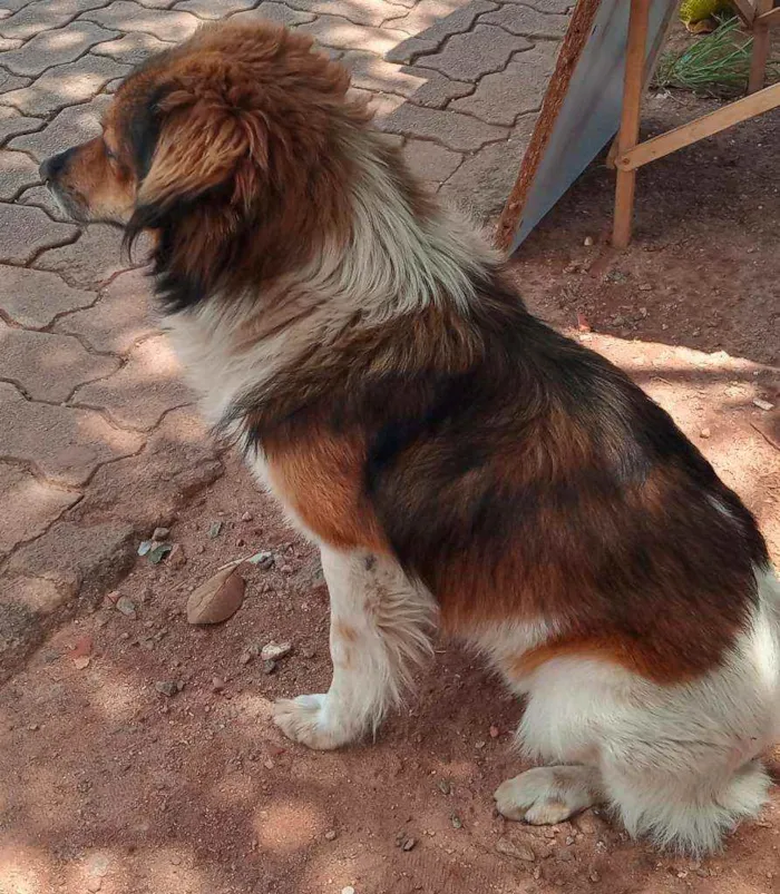 Cachorro raça SRD idade 1 ano nome Félix