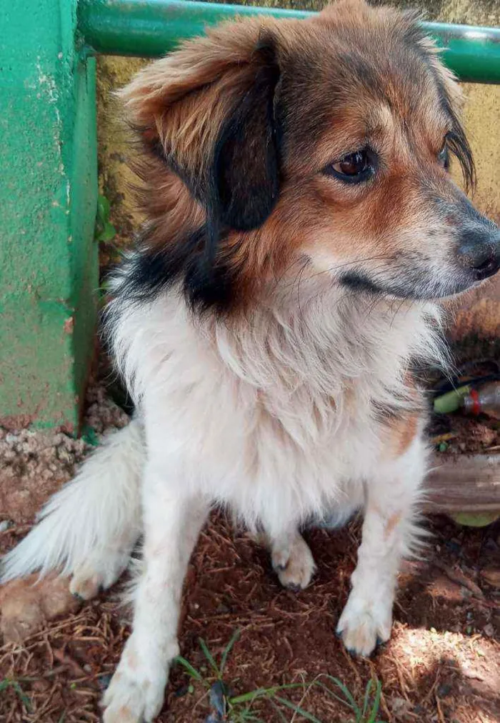 Cachorro raça SRD idade 1 ano nome Félix