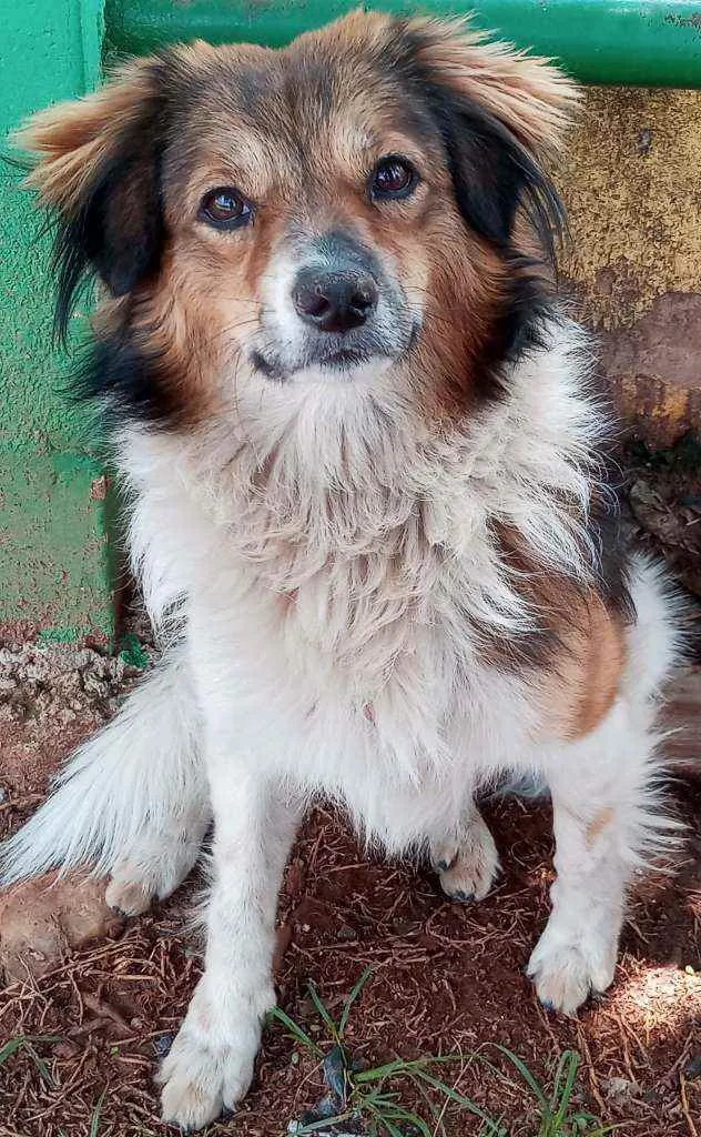 Cachorro raça SRD idade 1 ano nome Félix