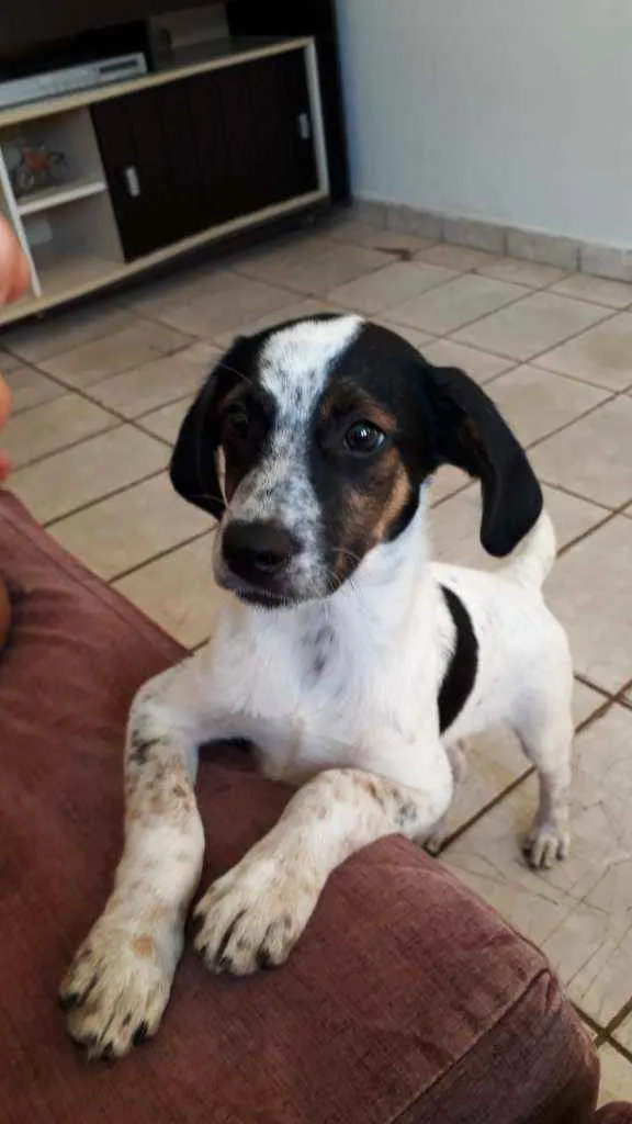 Cachorro ra a Vira-lata idade 2 a 6 meses nome Goku