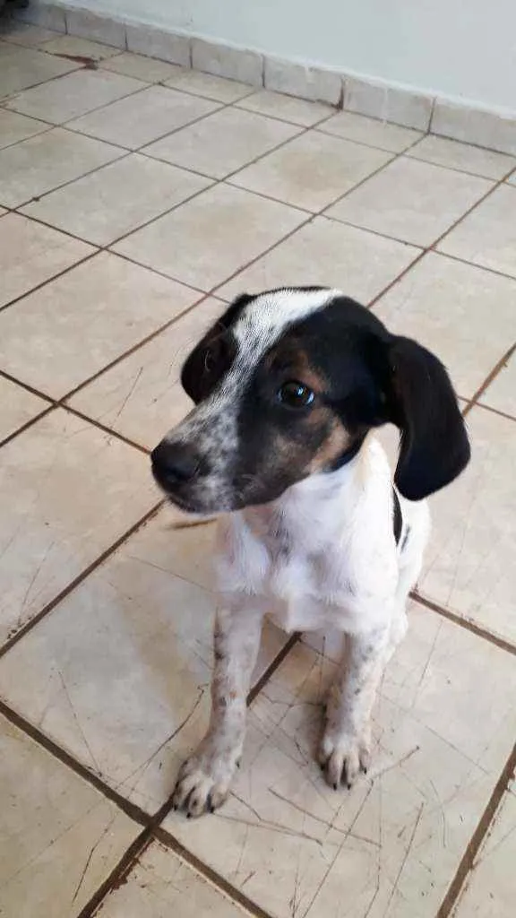 Cachorro ra a Vira-lata idade 2 a 6 meses nome Goku