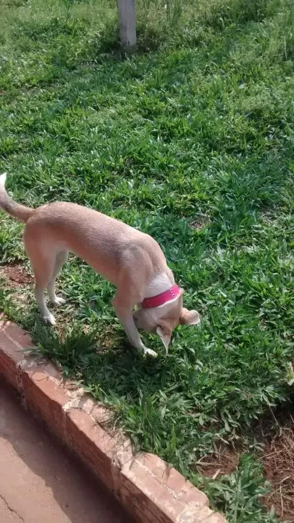 Cachorro raça Indefinida idade 2 anos nome Madona