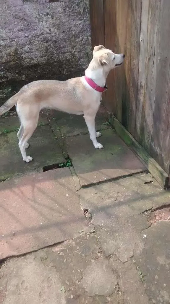 Cachorro raça Indefinida idade 2 anos nome Madona