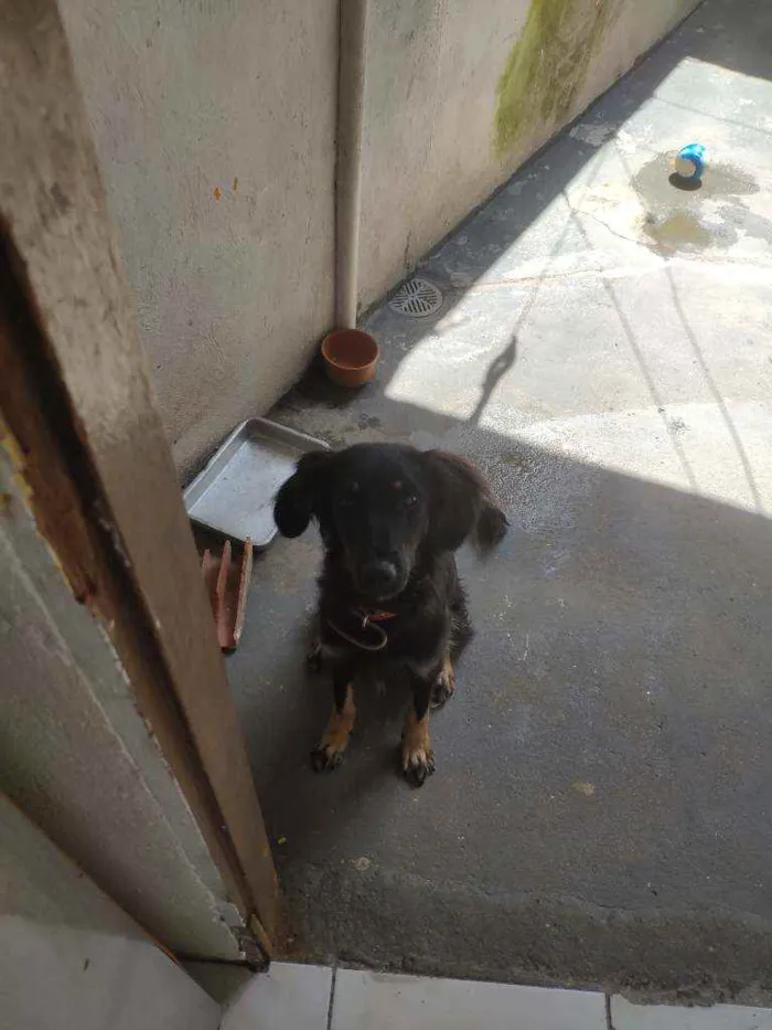 Cachorro raça Srd idade 7 a 11 meses nome Bela