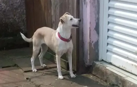 Cachorro raça Indefinida idade 2 anos nome Madona