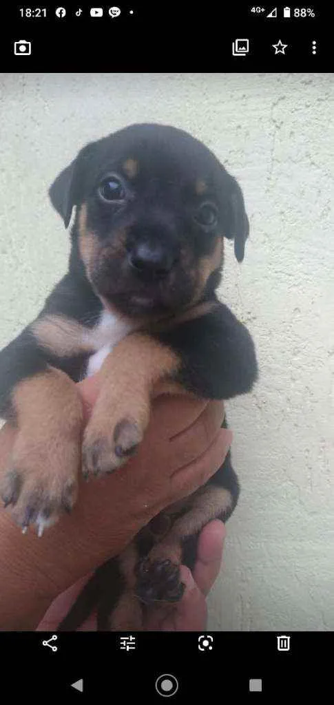 Cachorro ra a SRD idade Abaixo de 2 meses nome Filhote para adoção 
