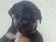 Filhote para adoção 