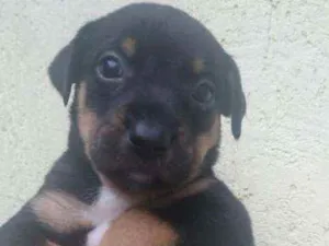 Cachorro raça SRD idade Abaixo de 2 meses nome Filhote para adoção 