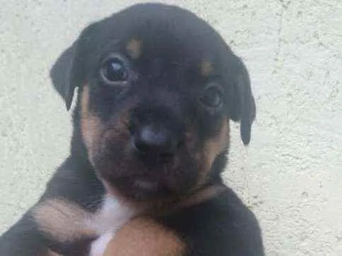 Cachorro ra a SRD idade Abaixo de 2 meses nome Filhote para adoção 