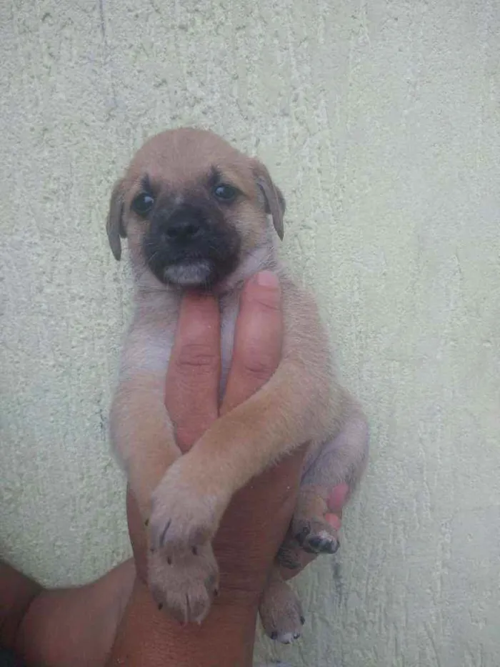 Cachorro ra a SRD idade Abaixo de 2 meses nome Filhote para adoção 