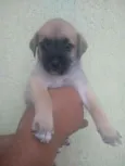 Filhote para adoção 