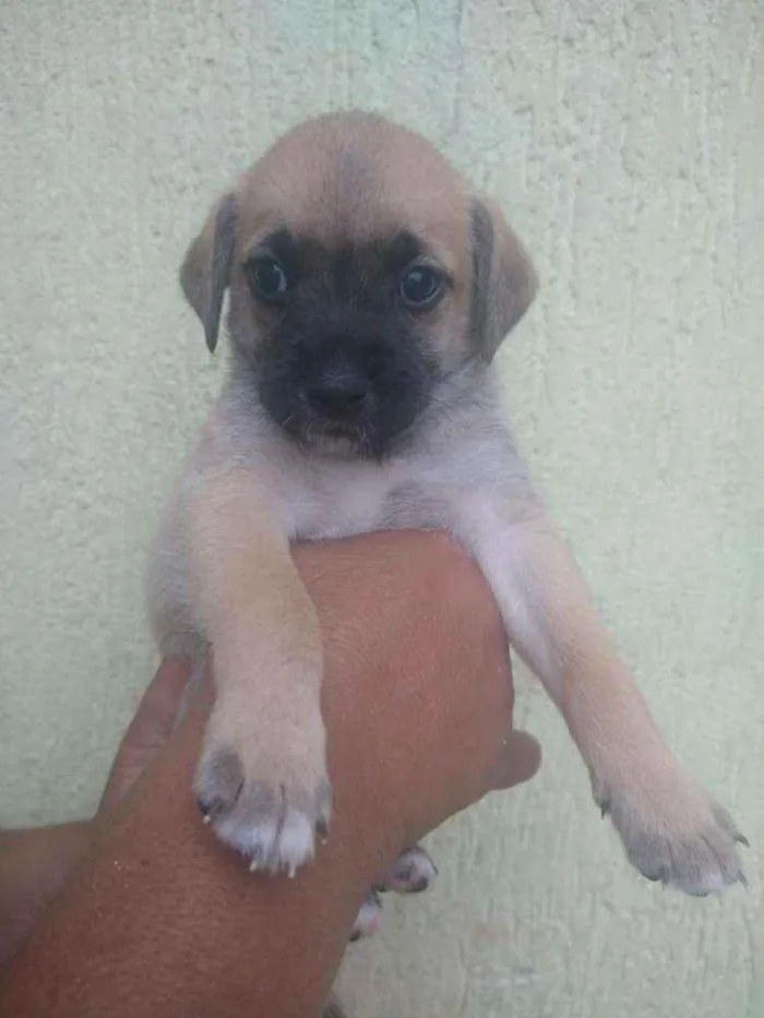 Cachorro ra a SRD idade Abaixo de 2 meses nome Filhote para adoção 