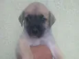 Filhote para adoção 