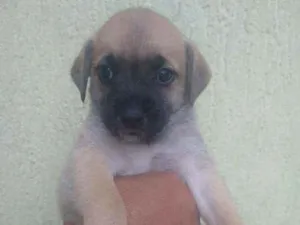 Cachorro raça SRD idade Abaixo de 2 meses nome Filhote para adoção 