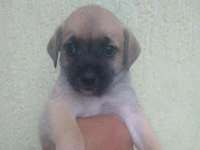 Cachorro ra a SRD idade Abaixo de 2 meses nome Filhote para adoção 