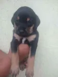 Filhote para adoção 