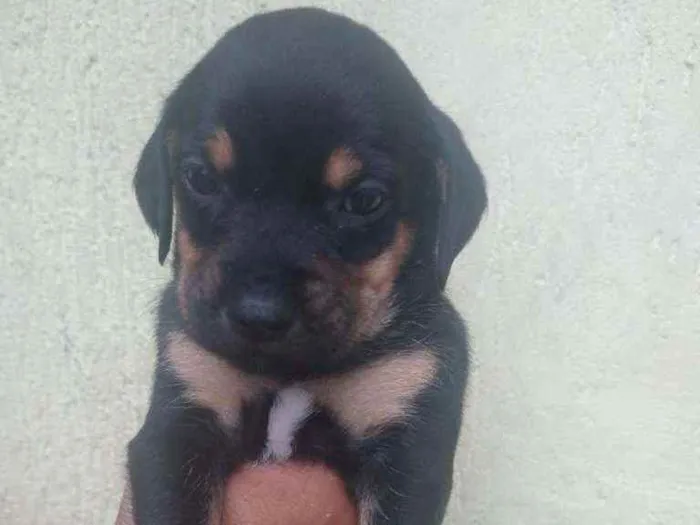 Cachorro ra a SRD idade Abaixo de 2 meses nome Filhote para adoção 