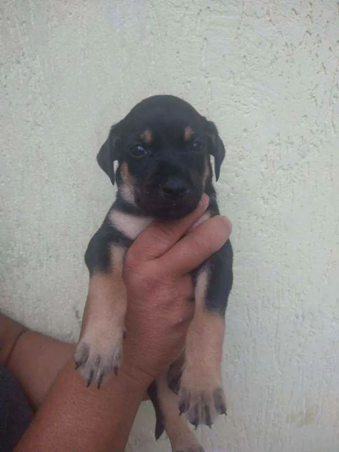 Cachorro ra a SRD idade Abaixo de 2 meses nome Filhote para adoção 