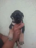 Filhote para adoção