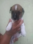 Filhote para adoção 